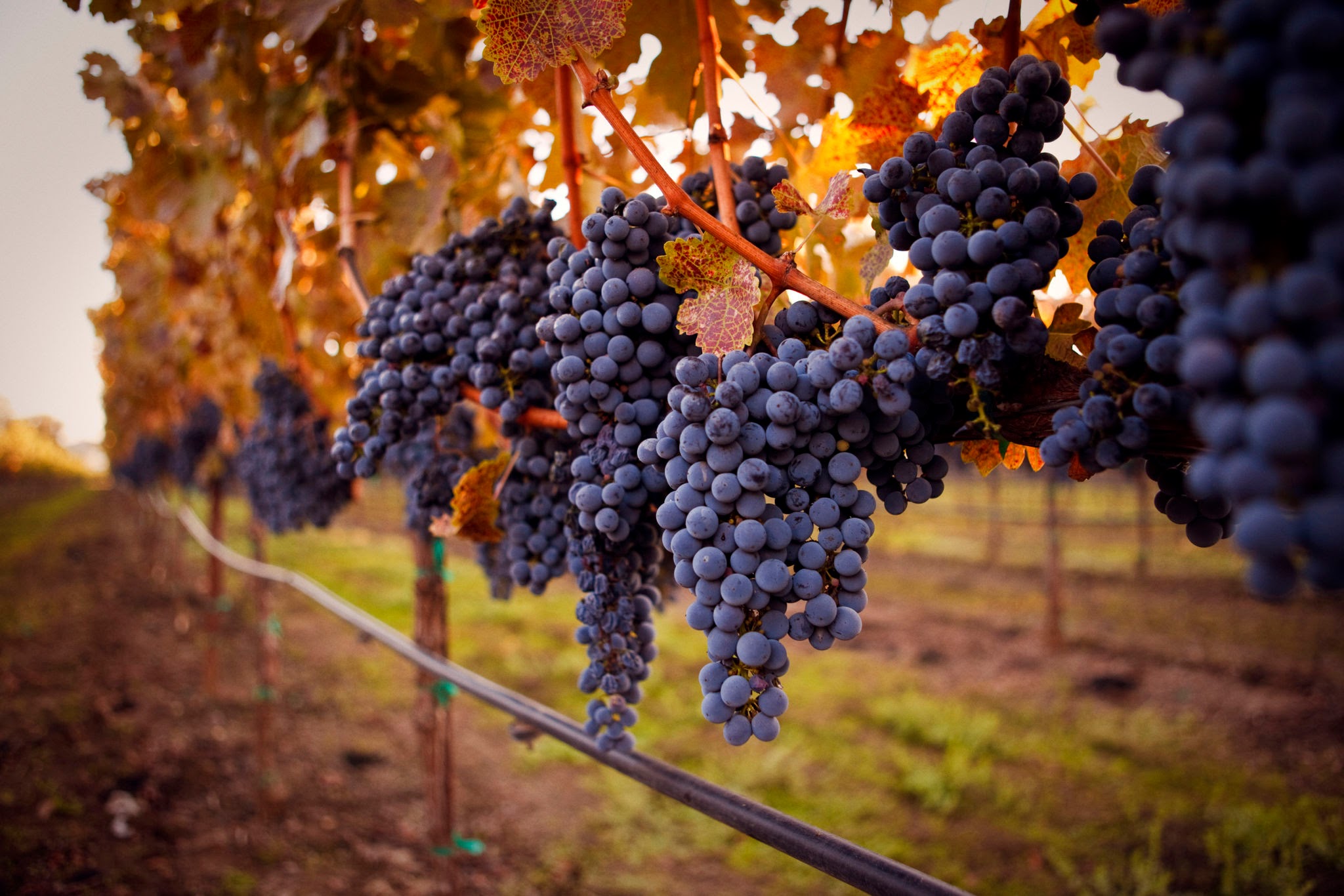 Nho Cabernet Sauvignon – giống nho nổi tiếng nhất thế giới rượu vang